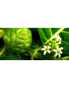 Noni juice for immunity